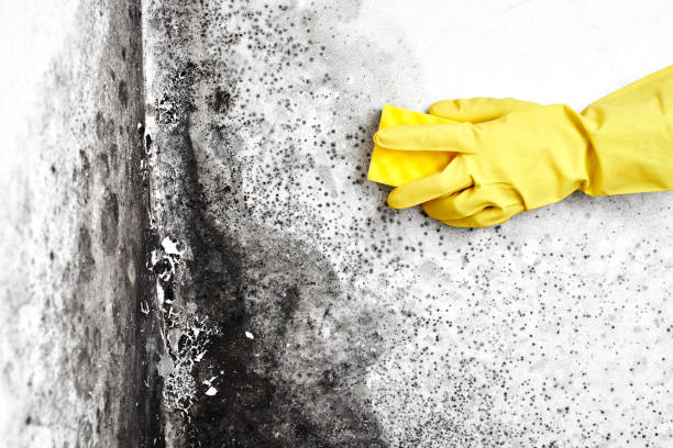 Best Mold Documentation for Insurance Claims  in Morrisville, VT