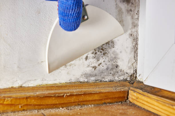 Best Mold Remediation for Rental Properties  in Morrisville, VT